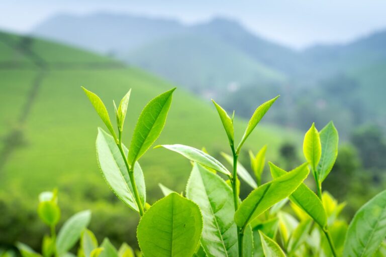 Private label Functional Tea OEM manufacturer Malaysia