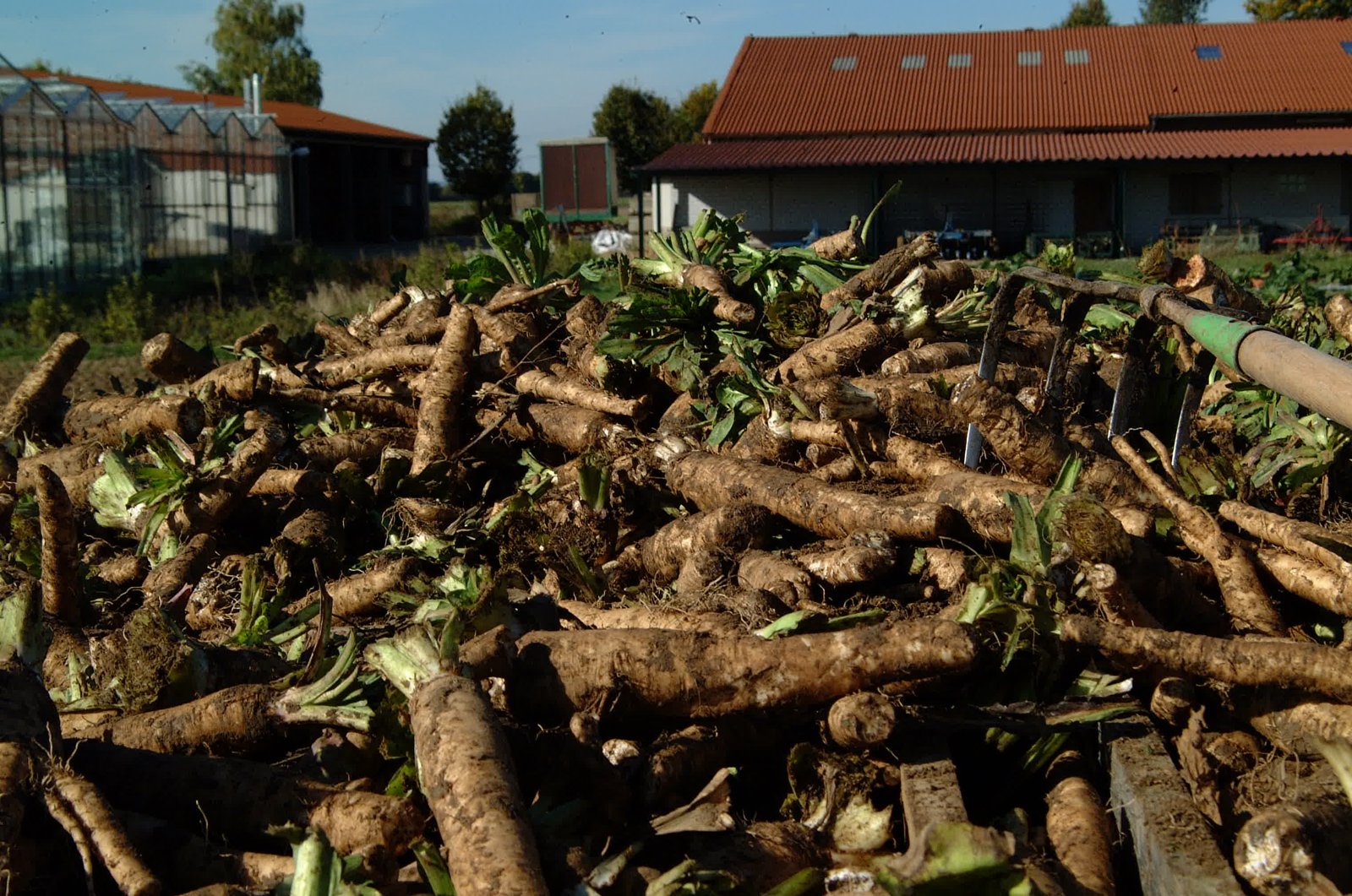 Harvested chicory roots (Cichorium intybus) piled after lifting, the raw material behind chicory root extract